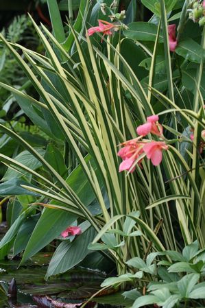 Acorus calamus - variegated sweetflag