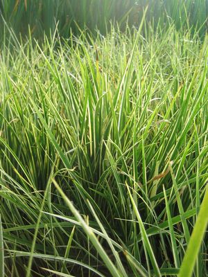 Acorus gramineus - dwarf variegated sweetflag