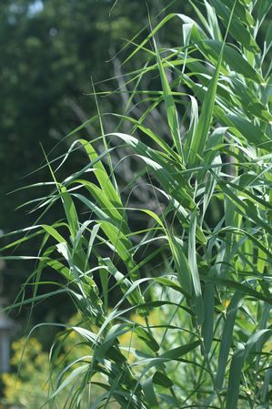 Arundo donax - Giant reed grass