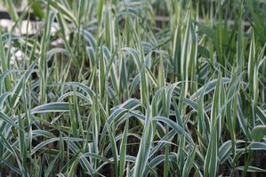 Arundo donax - Variegated giant reed grass