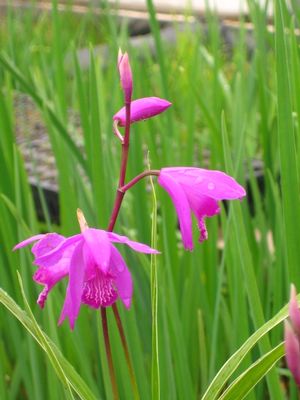 Bletilla striata - Hardy Japanese orchid