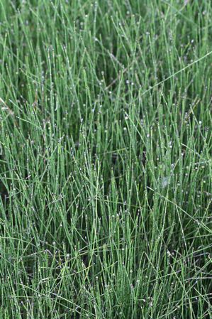 Equisetum scirpoides - Dwarf horsetail