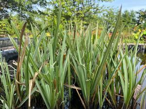 Glyceria maxima aquatica - Variegated manna grass