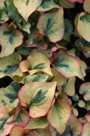 Houttuynia cordata - Variegated chameleon plant