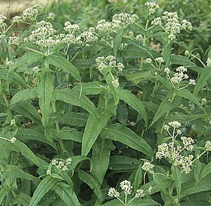 Eupatorium perfoliatum - Boneset
