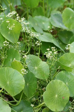 Hydrocotyle umbellata - Giant pennywort