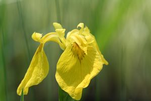 Iris pseudacorus - Yellow flag iris