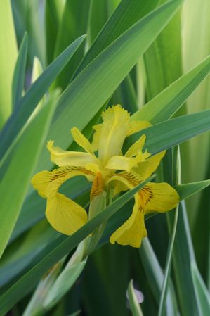 Iris pseudacorus - Variegated yellow flag iris