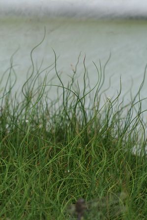 Juncus inflexus - Rush 'Blue Medusa'