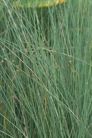 Juncus glaucus - Blue rush