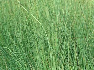 Juncus inflexus - Rush 'Love Sick Blues'