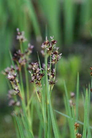 Juncus ensifolius - Flat bladed rush