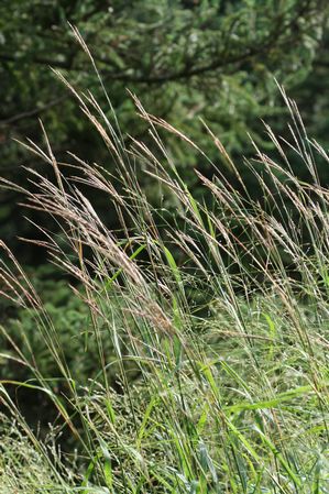 Andropogon gerardii - Big blue stem