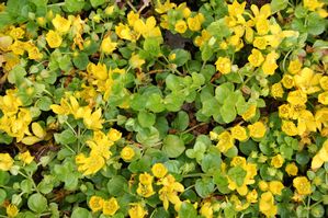 Lysimachia nummularia - Creeping Jenny