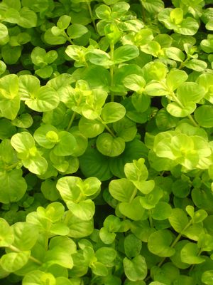 Lysimachia nummularia - Gold Creeping Jenny