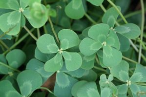 Marsilea mutica - Four Leaf Clover