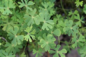 Marsilea schelpiana - Cutleaf Clover
