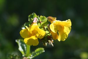 Mimulus guttatus - Yellow Monkey Flower