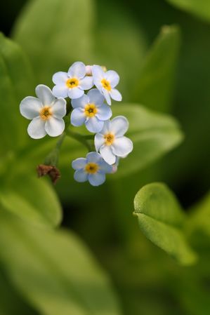 Myosotis palustris - Water Forget-Me-Not
