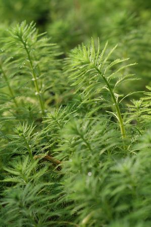 Myriophyllum aquaticum - Parrot Feather