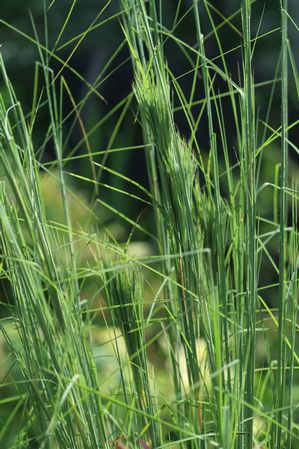 Andropogon glomeratus - Bushy beard