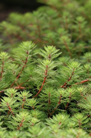 Myriophyllum prosperpinacoides - Dwarf Parrot Feather