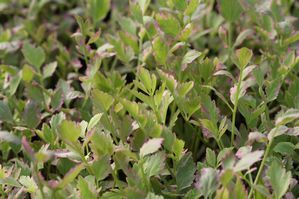 Oenanthe javanica - Variegated water celery