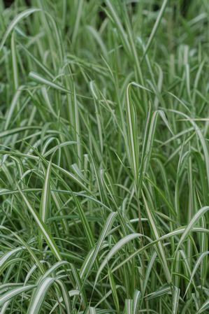 Phalaris arundinacea - Variegated ribbon grass