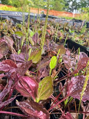 Plantago major - Red Plantain