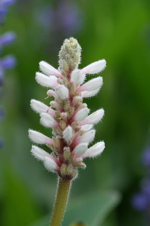 Pontederia cordata - White Pickerelweed