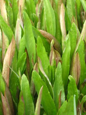 Ranunculus lingua aquatica - Spearwort