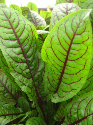 Rumex sanguineus - Tri Color Dock