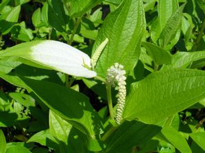 Saururus chinensis - Chinese Lizard's Tail