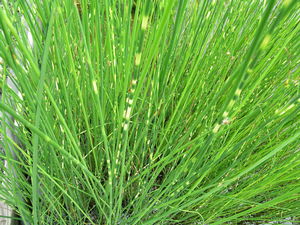 Scirpus zebrinus - Zebra Rush