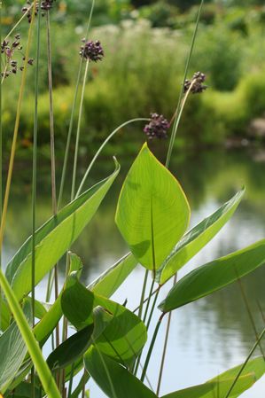 Thalia dealbata - Hardy Canna