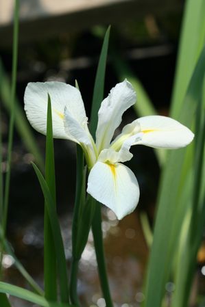 Iris louisiana - Acadian Miss Iris