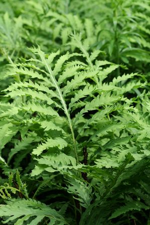 Onoclea sensibilis - Sensitive fern
