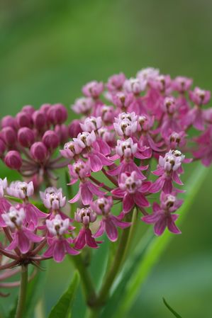 Asclepias incarnata - Swamp milkweed