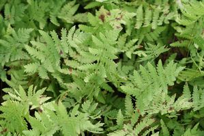 Thelypteris palustris - Marsh Fern