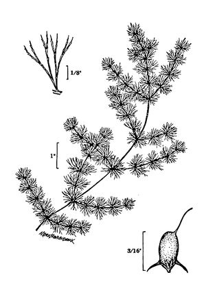 Ceratophyllum demersum - Hornwort