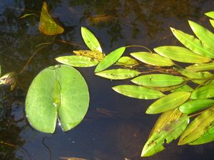 Potamogeton nodosus - Floating Leaf Pondweed