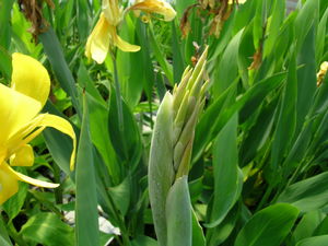 Canna flaccida - Yellow canna