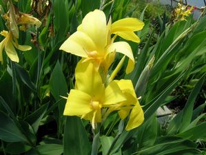 Canna glauca - Ra Yellow