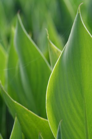 Canna glauca - Tawny - Orange