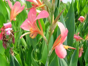 Canna glauca - Erebus - Pink