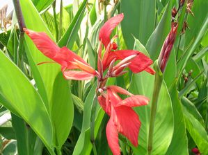 Canna glauca - Endeavor - Red