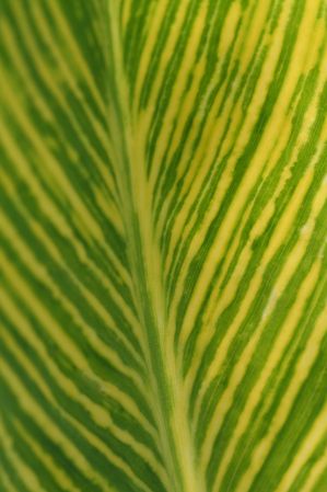 Canna variegata - Variegated water canna