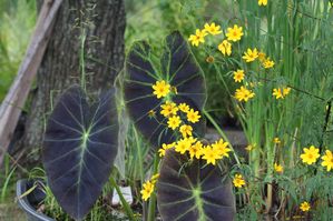 Colocasia antiquorum - Imperial taro