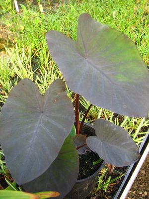 Colocasia esculenta - Black Magic Taro