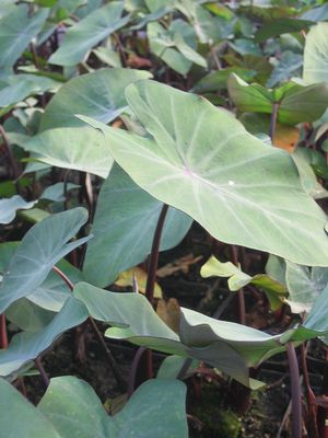Colocasia esculenta - Violet Stem Taro